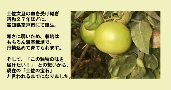 農園での碧の水晶文旦