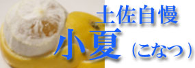 「土佐小夏(こなつ)」のページへ