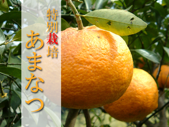 特別栽培あまなつ