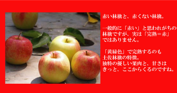 テーブルの土佐林檎