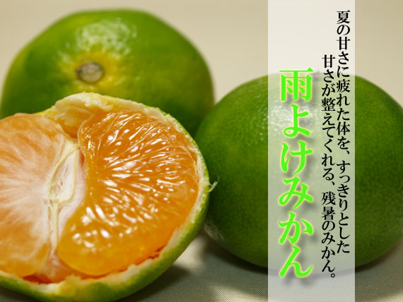 雨よけみかん　イメージ
