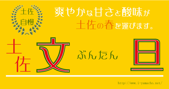 プリッと美味しい　土佐文旦